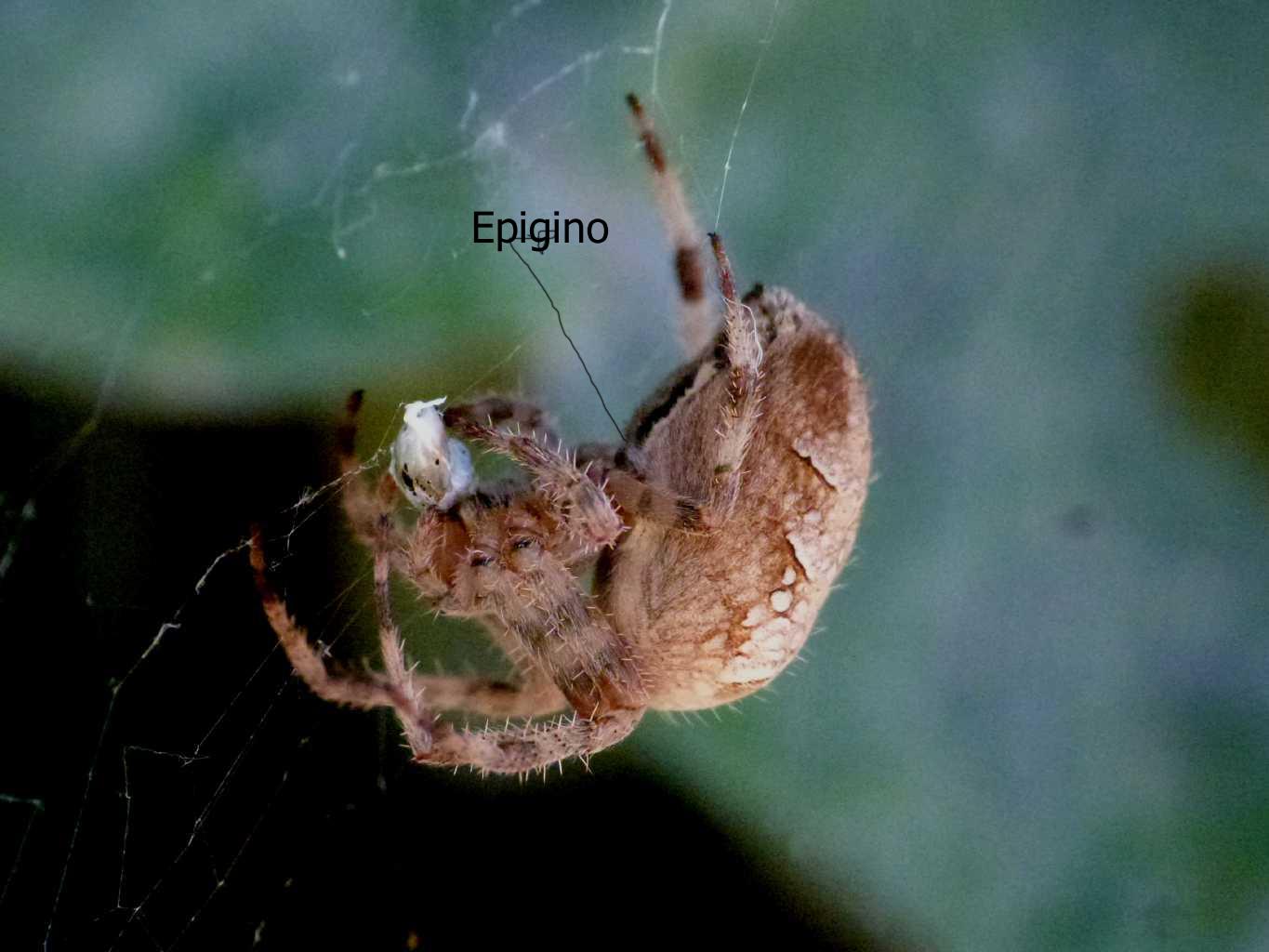 Accoppiamento Araneus diadematus (?) Filmato